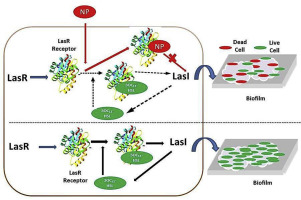 The interference of nonylphenol with bacterial cell-to-cell communication摘要图 .png